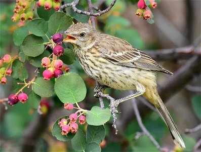 Sage thrasher at Seedskadee National Wildlife Refuge