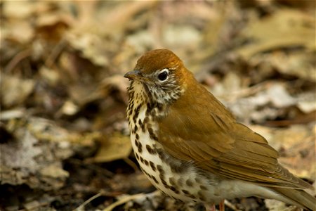 Wood Thrush photo