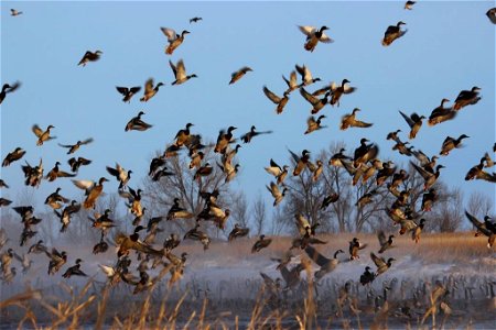 Group of Waterfowl Flying up from a Prairie Pond Lake Andes Wetland Management District South Dakota
