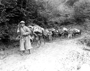 SC 196077 - Pack train of 2nd Indian Mule Co., Royal Indian Service Corps, which helped supply British 1st Div. photo