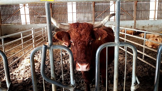 Vache de Salers à l'étable