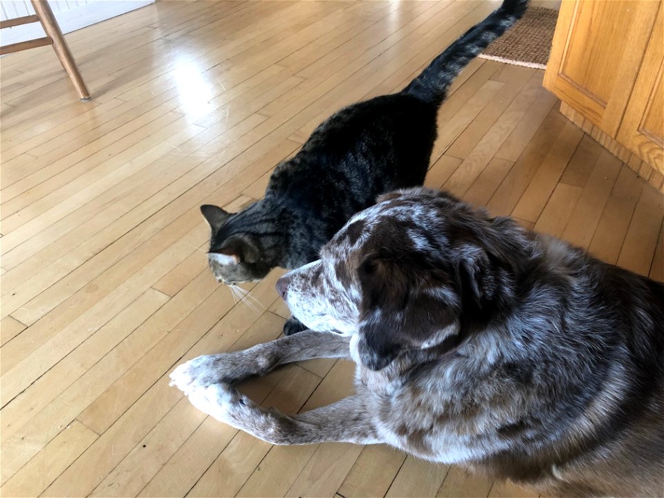 Dog Ignores Cat Act 3