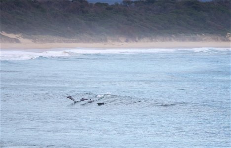 Betka Beach dolphins photo