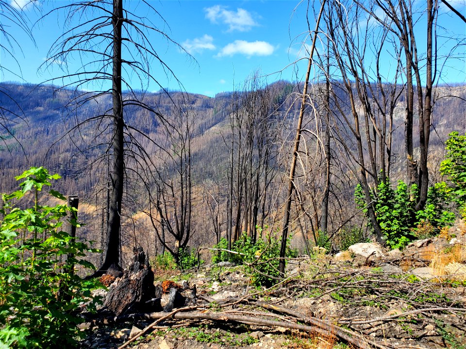 Mt. Hood National Forest, Fish Creek Rd on Clackamas River Ranger District