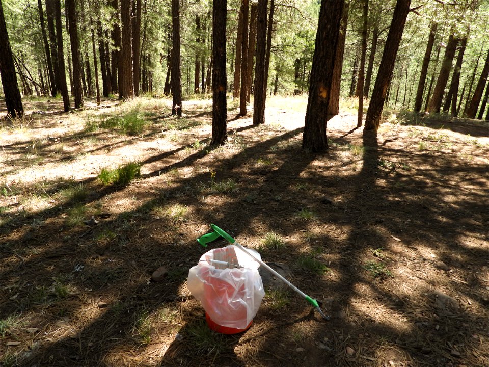 Pickin' Up in the Pines May 2022
