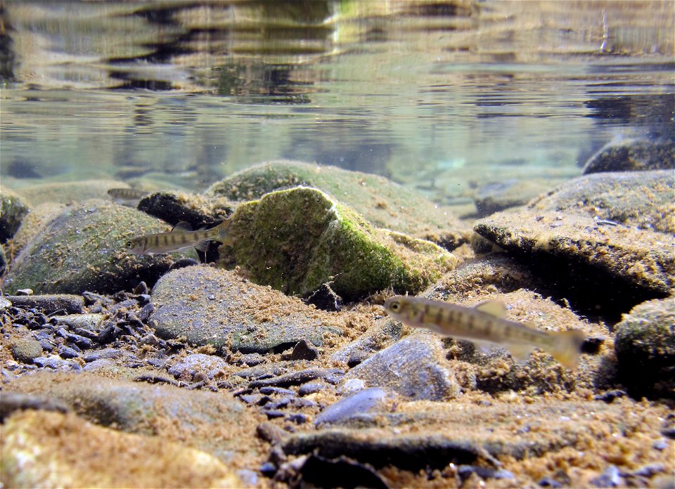 juvenile salmon near Russian/Kenai River confluence, Alaska photo