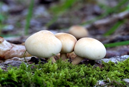 Golden milkcap fungus, photo