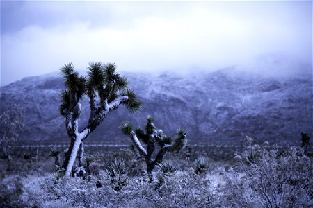 Mist and snow over Joshua trees and mountains photo