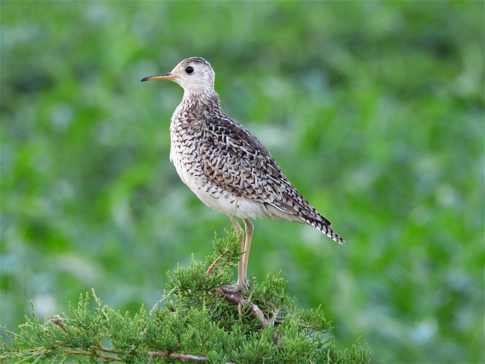 Upland sandpiper photo