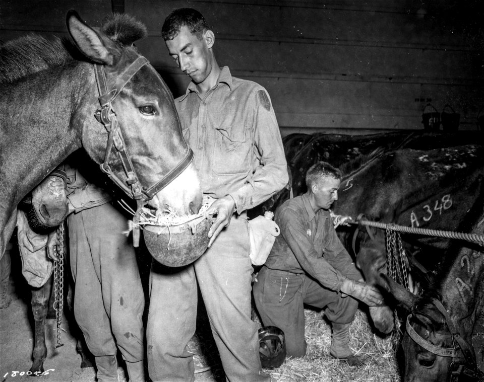 SC 180045 - Even an Army mule finds a use for a "G.I." helmet, to grab a bite before leaving Sicily for Italy. 20 September, 1943.