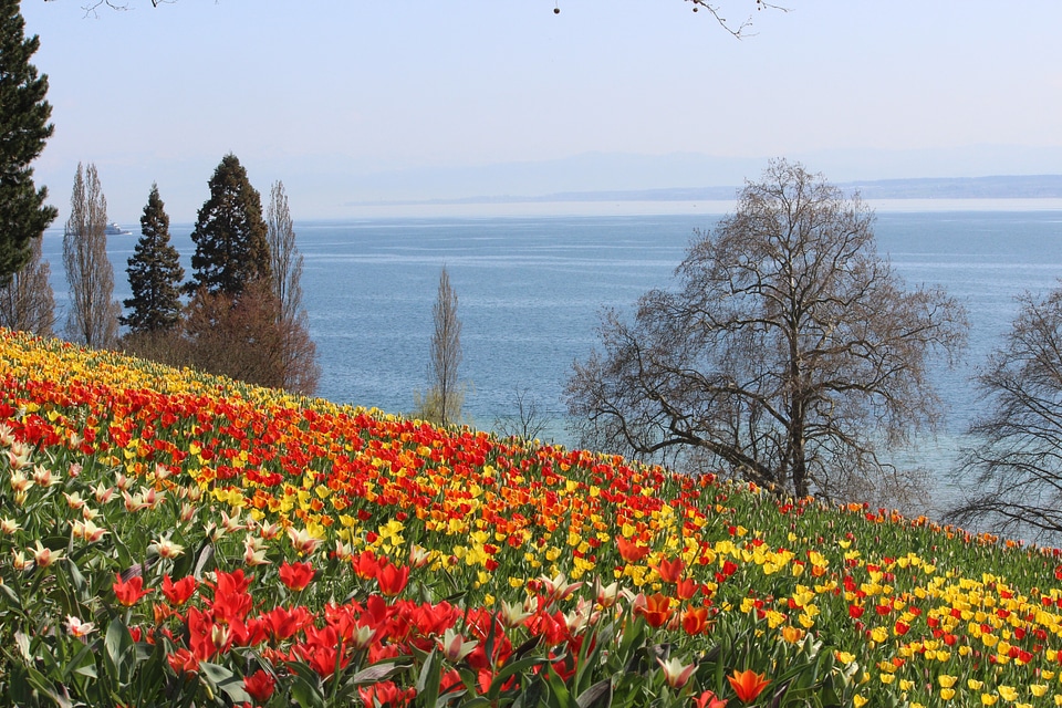 Flower mainau island red