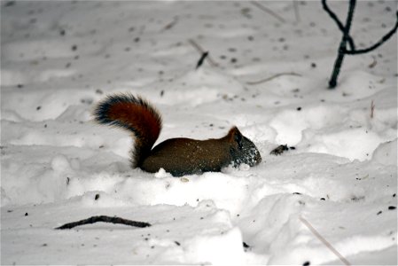 Red squirrel