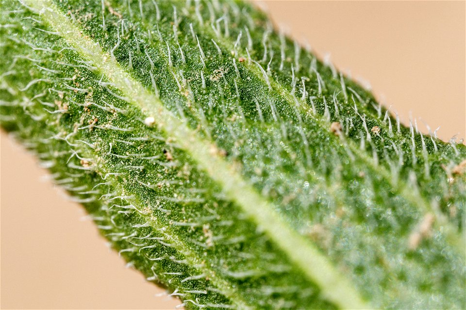 Echinacea angustifolia