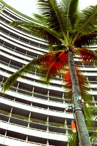 Red-lit palm tree, Hawaii