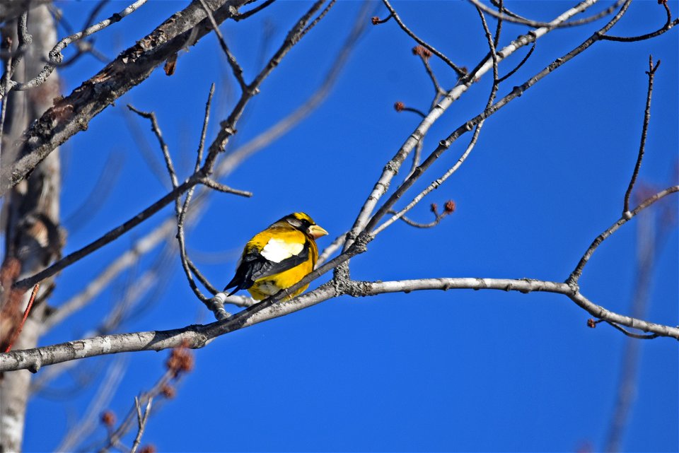 Evening grosbeak perched in a tree