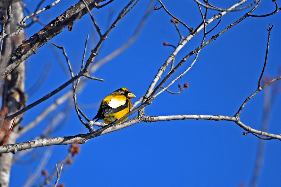 Evening grosbeak perched in a tree photo