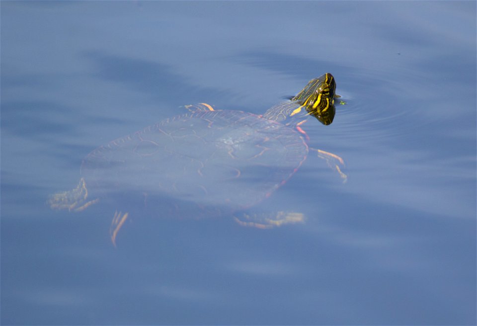 Painted Turtle photo