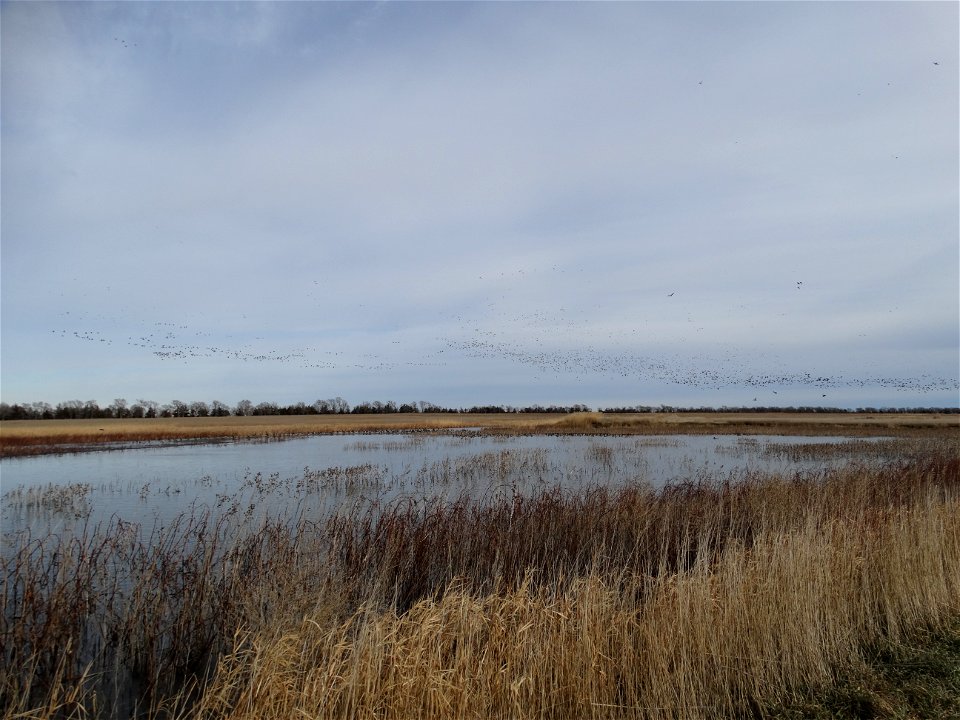 Waterfowl Enjoying a Prairie Pond on a December Day; Lake Andes National Wildlife Refuge