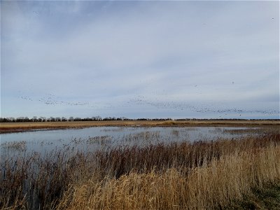 Waterfowl Enjoying a Prairie Pond on a December Day; Lake Andes National Wildlife Refuge photo