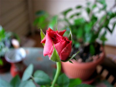 trandfmic_rosu2011_1108_103226