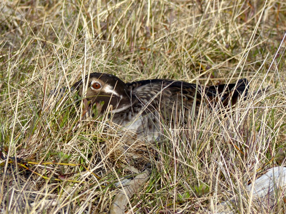 Long-tailed Duck nest
