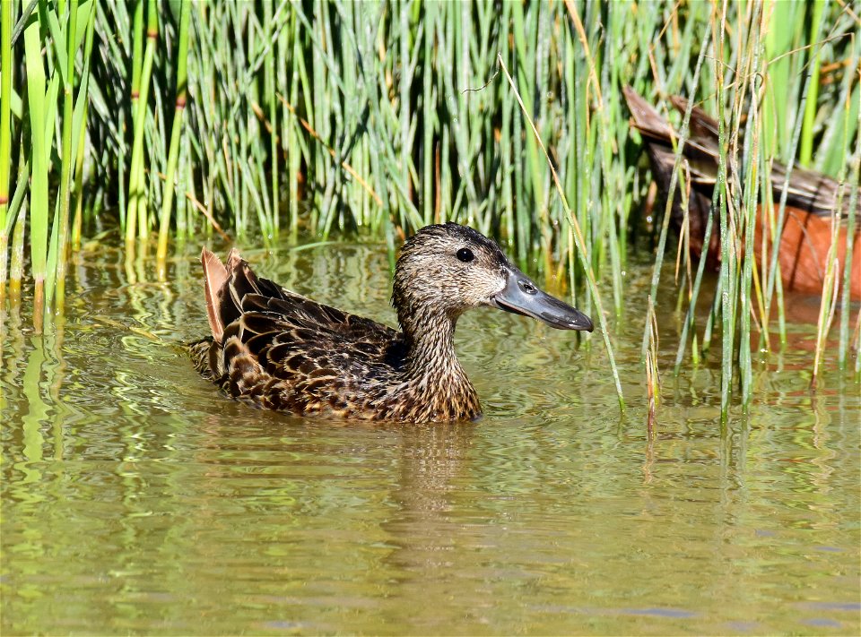 Cinnamon teal at Seedskadee National Wildlife Refuge