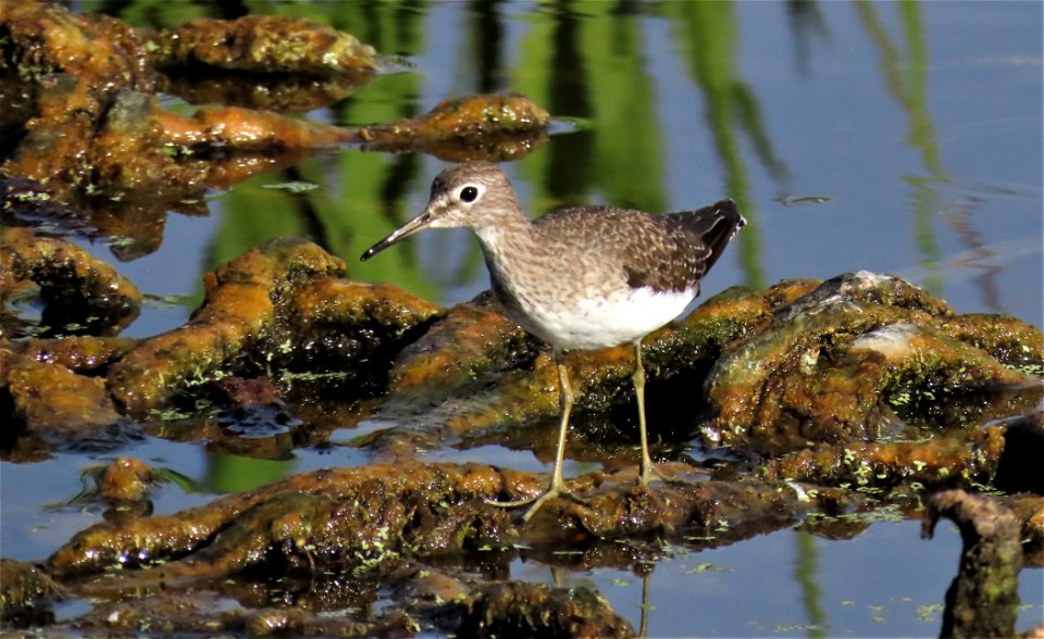 Solitary Sandpiper