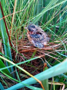 Saltmarsh sparrow fledgie on nest at Rachel Carson National Wildlife Refuge