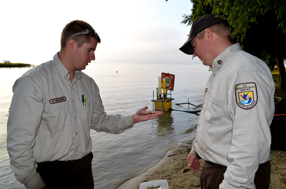 Larval sea lamprey