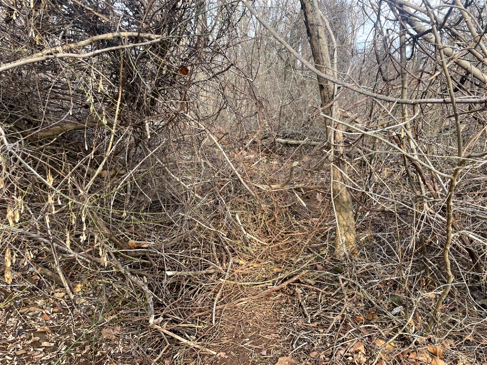 Ice Storm Cleanup North District/Fox Hollow Trail