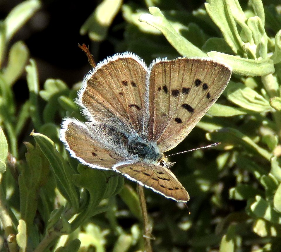 COPPER, BLUE (Lycaena heteronea) (8-3-2021) female, 9000-9600 ft, steen's mt , harney co, or -01