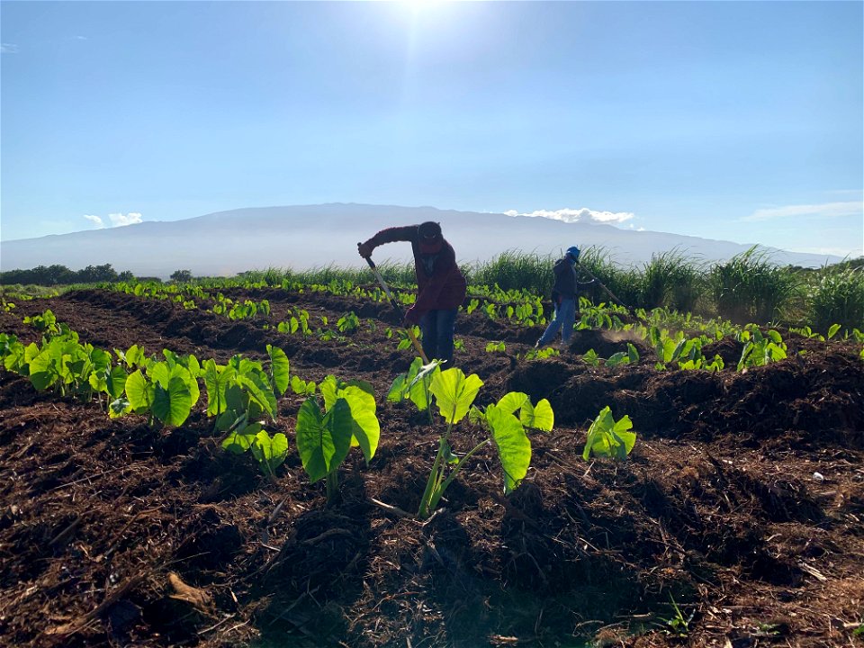 Workers in the Taro Field