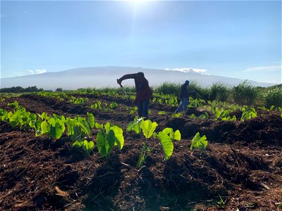 Workers in the Taro Field photo