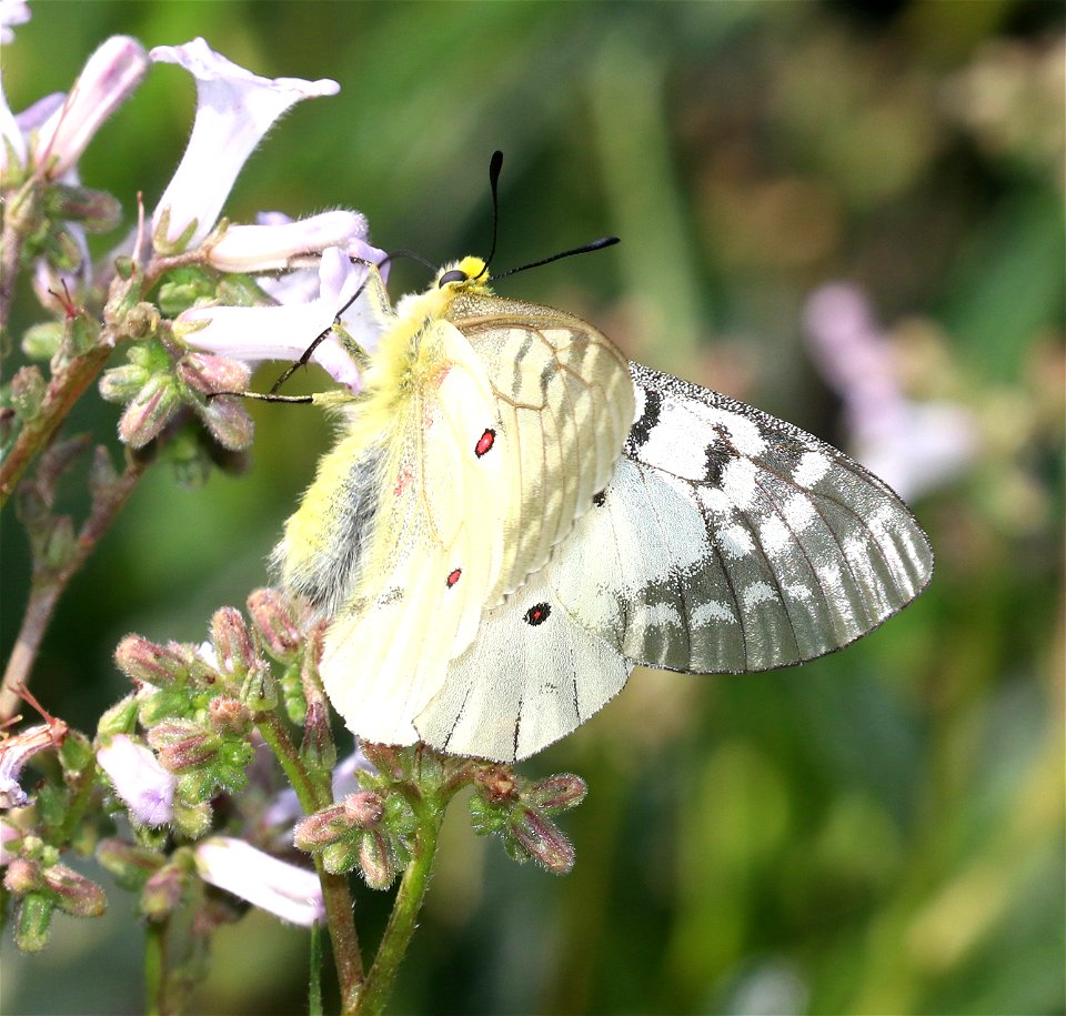 PARNASSIAN, CLODIUS (Parnassius clodius) (6-21-2021) 5000 ft, bear mt - jawbone rd jct, smith river nat rec area, del norte co, ca -06