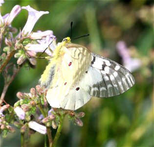 PARNASSIAN, CLODIUS (Parnassius clodius) (6-21-2021) 5000 ft, bear mt - jawbone rd jct, smith river nat rec area, del norte co, ca -06