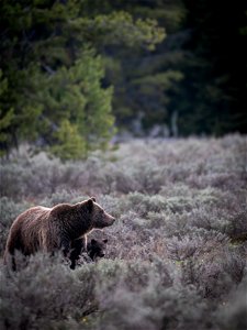 grizzly bear #399 and cub of the year emerge from hibernation on May 16, 2023 - 5 photo
