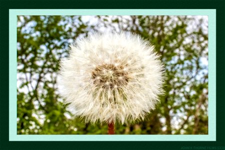 Dandelion Clock A single stem of a dandelion in its post-flowering state with the downy covering of its head intact.