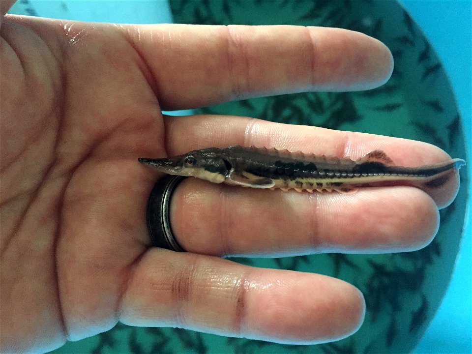 Finger-sized Lake Sturgeon