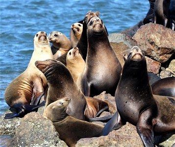 SEA LION, CALIFORNIA (Zalophus californianus) (03-19-2022) crescent city, del norte co, ca -03 photo