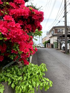 Shimosato in Higashikurume-shi