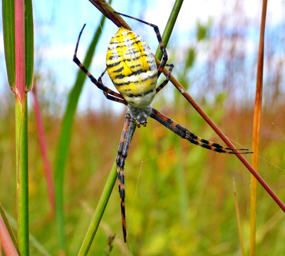 Banded garden spider