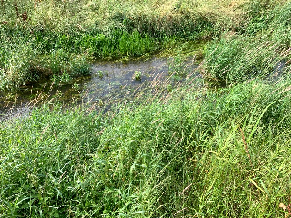 Ochiai River in Sengencho, Higashikurume-shi
