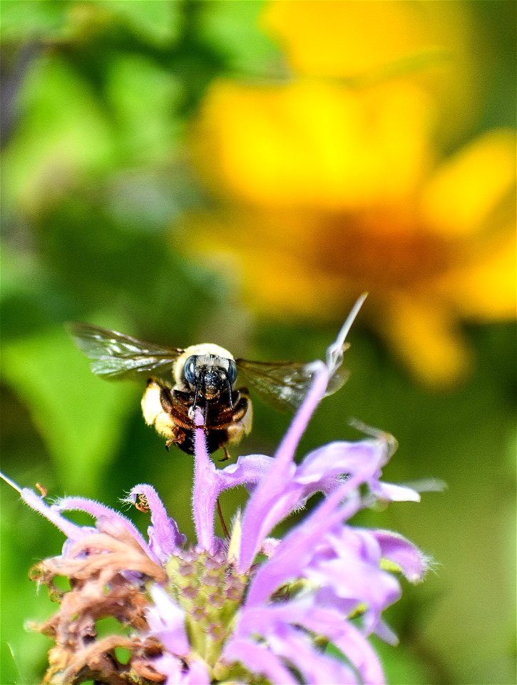 Bumble Bee on Wild Bergamot Lake Andes Wetland Management District South Dakota
