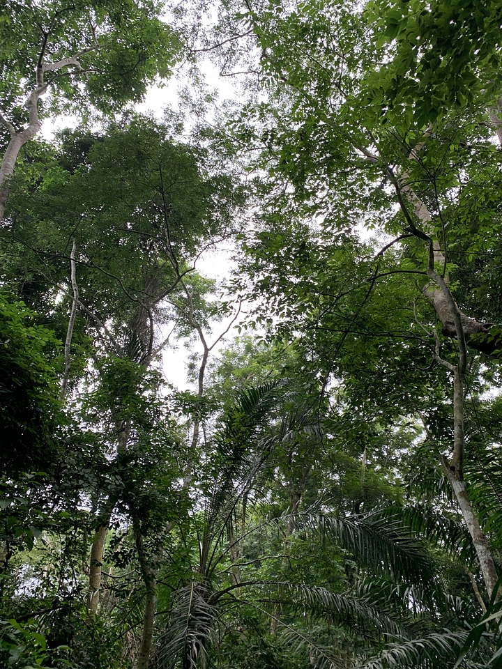 Trees plants botanical garden