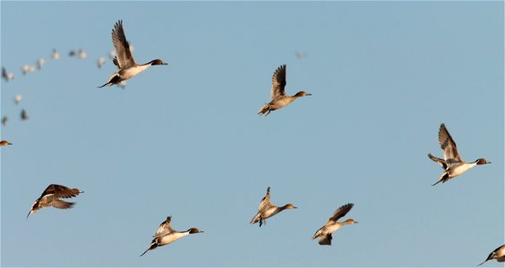 Spring Pintail Ducks in Flight Huron Wetland Management District photo
