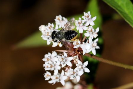 Leafcutter bee on aquatic milkweed photo