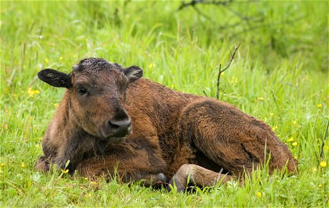 Wood Bison Calf photo