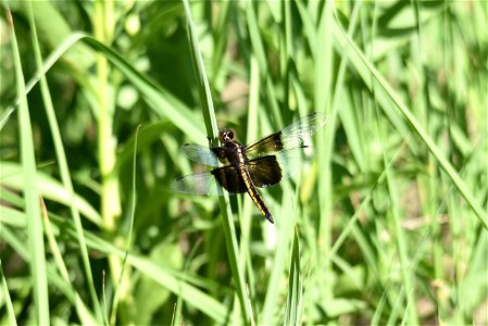 Widow skimmer dragonfly photo