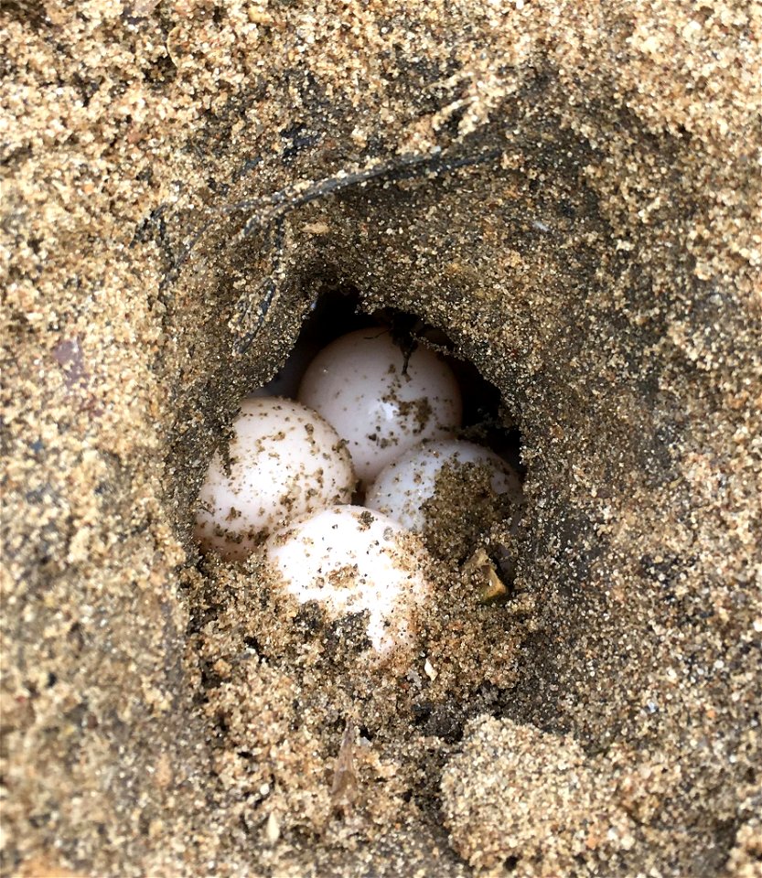 Turtle Eggs photo