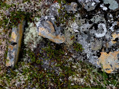 Crustose Lichen_7-13-10